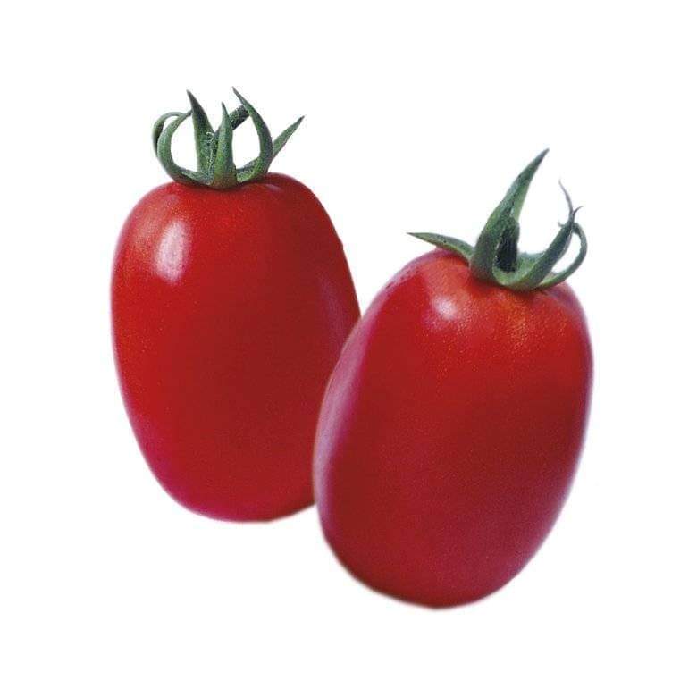 Tomato Background, Choice of Varieties