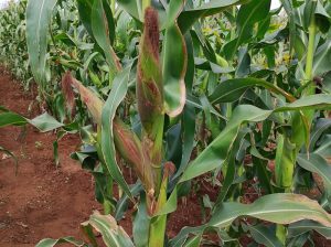 Maize
